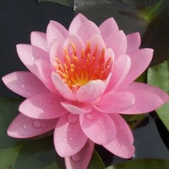 Exoticflora Water Lily Light Pink - Aquatic Plants