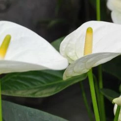 Exoticflora All Flowering Plants Anthurium Andreanum White - Gift Plants