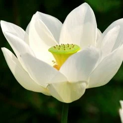 Exoticflora Lotus White - Aquatic Plants