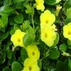 Exoticflora Allamanda Yellow/Wild Allamanda - Creepers & Climbers Creepers & Climbers Flowering
