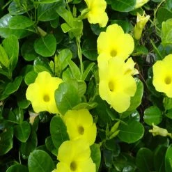 Exoticflora Allamanda Yellow/Wild Allamanda - Creepers & Climbers Creepers & Climbers Flowering
