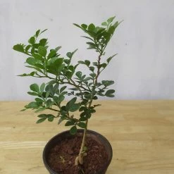 Exoticflora Wood Apple - Fruit Plants & Tree Exotic Fruit Plants