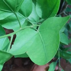 Exoticflora Exotic Fruit Plants Yeak Bilva/Single Leaf Bael - Plants