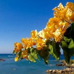Exotic Space Bougainvillea Light Orange - Flowering Shrubs