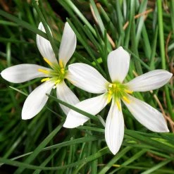 Exoticflora Rain Lily White - Flowering Plants Flowering Plants For Balcony